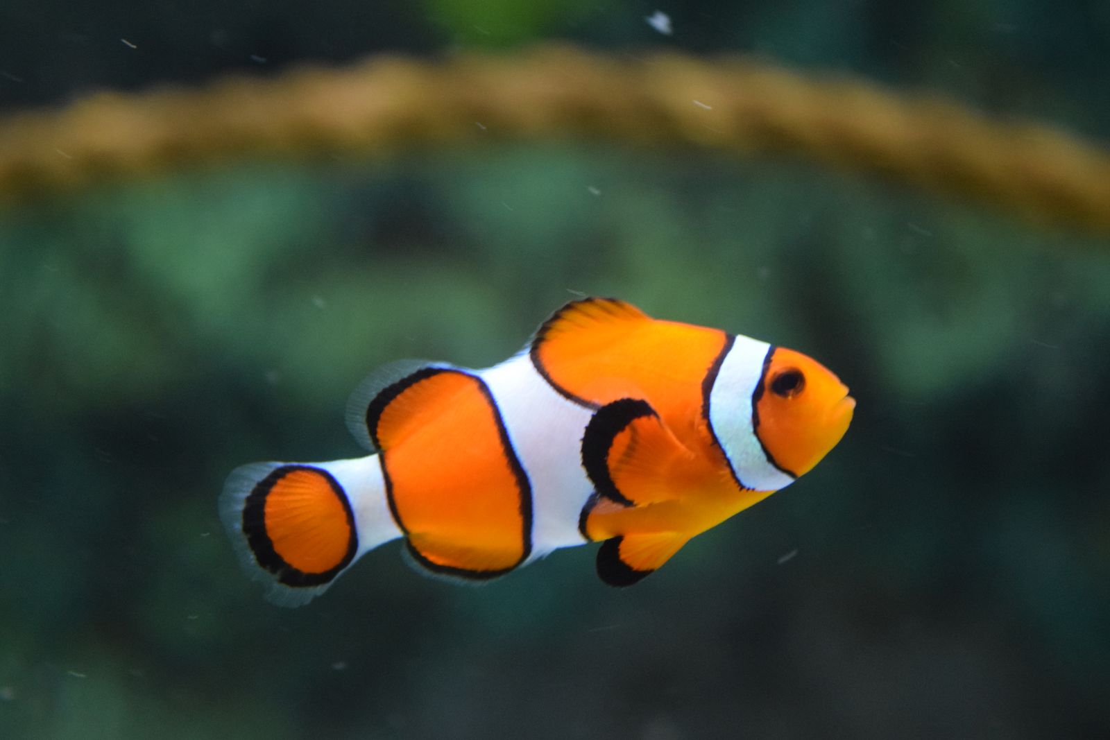 完整鮮魚外形檢查